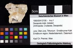 Foto (Objket + Etiketten) von Decapoda indet. (lobster) 